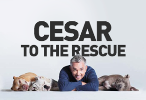 cesar to the rescue